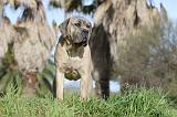 CANE CORSO 381